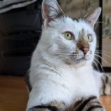 6月15日のひたちなか店に参加するホーリーキャットの保護猫04