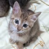 6月15日のひたちなか店に参加するホーリーキャットの保護猫05