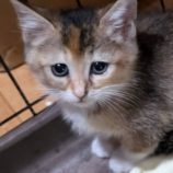 6月15日のひたちなか店に参加するホーリーキャットの保護猫06