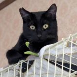 6月15日のひたちなか店に参加するホーリーキャットの保護猫07