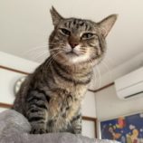 6月15日のひたちなか店に参加するホーリーキャットの保護猫08