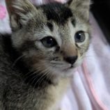 6月15日のひたちなか店に参加するホーリーキャットの保護猫09