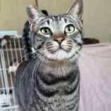 6月15日のひたちなか店に参加するホーリーキャットの保護猫10