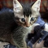 6月15日のひたちなか店に参加するホーリーキャットの保護猫11