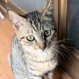 6月15日のひたちなか店に参加するホーリーキャットの保護猫12