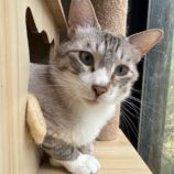 6月15日のひたちなか店に参加するホーリーキャットの保護猫13