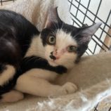 6月15日のひたちなか店に参加するホーリーキャットの保護猫14