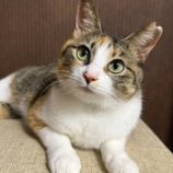 6月15日のひたちなか店に参加するホーリーキャットの保護猫15