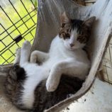 6月15日のひたちなか店に参加するホーリーキャットの保護猫16