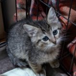 6月15日のひたちなか店に参加するホーリーキャットの保護猫17