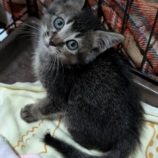 6月15日のひたちなか店に参加するホーリーキャットの保護猫18