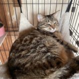 6月15日のひたちなか店に参加するホーリーキャットの保護猫19