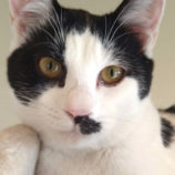 6月15日のひたちなか店に参加するホーリーキャットの保護猫20