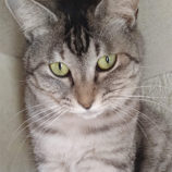 6月15日のひたちなか店に参加するホーリーキャットの保護猫24