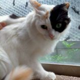 6月8日の伊勢崎店に参加する猫びよりの保護猫02