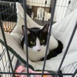 6月8日の伊勢崎店に参加する猫びよりの保護猫03