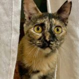 6月8日の伊勢崎店に参加する猫びよりの保護猫04