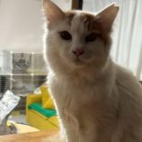 6月8日の伊勢崎店に参加する猫びよりの保護猫07