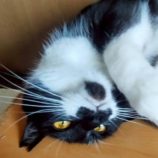 6月8日の伊勢崎店に参加する猫びよりの保護猫08