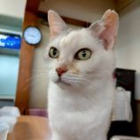 6月8日の伊勢崎店に参加する猫びよりの保護猫10