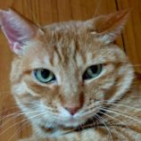 6月21日の君津店に参加する富津ねこネットの保護猫01