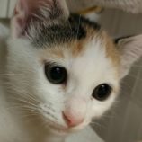 6月21日の君津店に参加する富津ねこネットの保護猫02