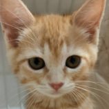 6月21日の君津店に参加する富津ねこネットの保護猫03