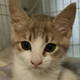 6月21日の君津店に参加する富津ねこネットの保護猫04