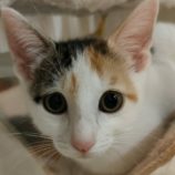 6月21日の君津店に参加する富津ねこネットの保護猫05