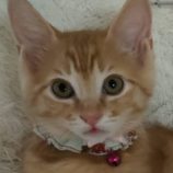 6月21日の君津店に参加する富津ねこネットの保護猫06