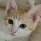 6月21日の君津店に参加する富津ねこネットの保護猫08