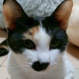 6月21日の君津店に参加する富津ねこネットの保護猫09