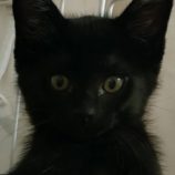 6月21日の君津店に参加する富津ねこネットの保護猫10