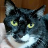 6月21日の君津店に参加する富津ねこネットの保護猫11