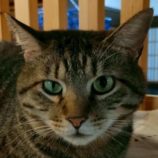 6月21日の君津店に参加する富津ねこネットの保護猫12