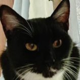 6月21日の君津店に参加する富津ねこネットの保護猫13