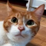 6月21日の君津店に参加する富津ねこネットの保護猫14