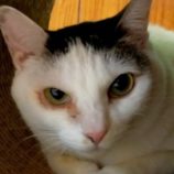 6月21日の君津店に参加する富津ねこネットの保護猫15