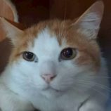 6月21日の君津店に参加する富津ねこネットの保護猫16