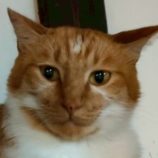 6月21日の君津店に参加する富津ねこネットの保護猫17