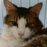 6月21日の君津店に参加する富津ねこネットの保護猫18