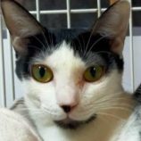 6月21日の君津店に参加する富津ねこネットの保護猫19