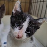 6月15日の古河店に参加するにゃんこの大冒険の保護猫02