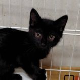 6月15日の古河店に参加するにゃんこの大冒険の保護猫03