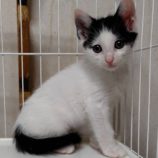 6月15日の古河店に参加するにゃんこの大冒険の保護猫06