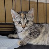 6月15日の古河店に参加するにゃんこの大冒険の保護猫09