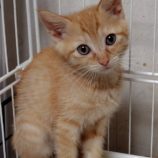 6月15日の古河店に参加するにゃんこの大冒険の保護猫11