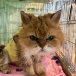 6月8日の瑞穂店に参加するまたたび家の保護猫01