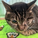 6月8日の瑞穂店に参加するまたたび家の保護猫02