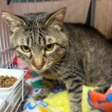 6月8日の瑞穂店に参加するまたたび家の保護猫03